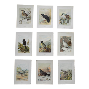 Antique 19th Century Wild Bird Chromolithographs - Set of 9