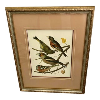 Custom Framed Bird Print For Sale