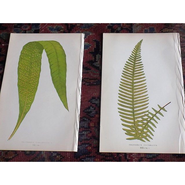 Antique 19th Century Botanical Fern Wood Engravings - Set of 12 For Sale - Image 4 of 9