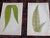 Antique 19th Century Botanical Fern Wood Engravings - Set of 12 For Sale - Image 4 of 9