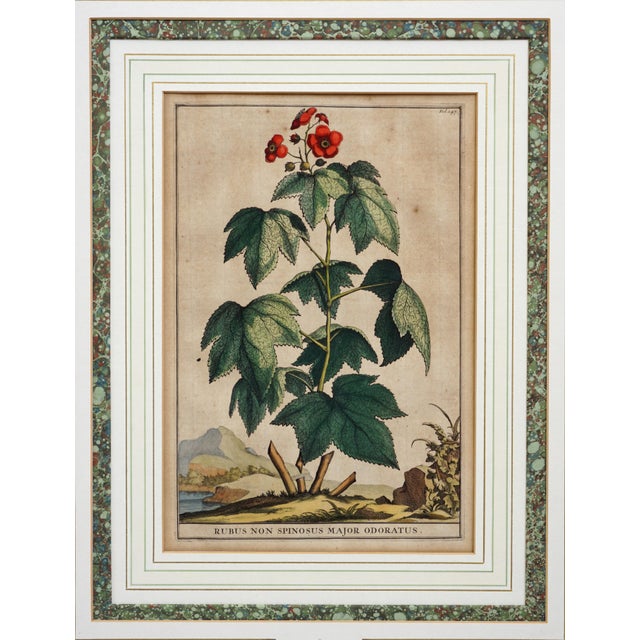18th Century Antique Botanical Engravings Abraham Munting Matted & Framed Wall Art - A Pair For Sale - Image 5 of 6