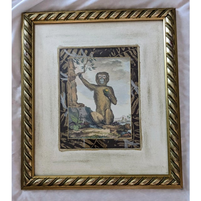 1980s Late 20th Century Hand-Colored Engravings of Monkeys After G. Buffon, Framed - Set of 4 For Sale - Image 5 of 13