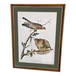 Princeton Audubon: Red-Shouldered Hawk – Grand-Scale Limited Edition Print, Professionally Framed (c.1985) For Sale