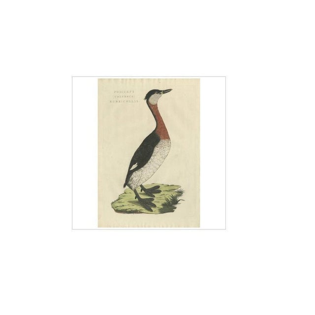 Sepp & Nozeman, Bird Illustration of the Red-Necked Grebe, 1829, Print For Sale - Image 4 of 6