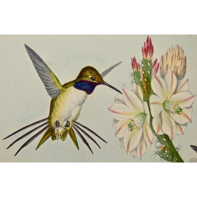 Yarrell's Wood-Star Hummingbirds: A 19th Century Hand-Colored Gould Lithograph, 1850 For Sale - Image 4 of 12