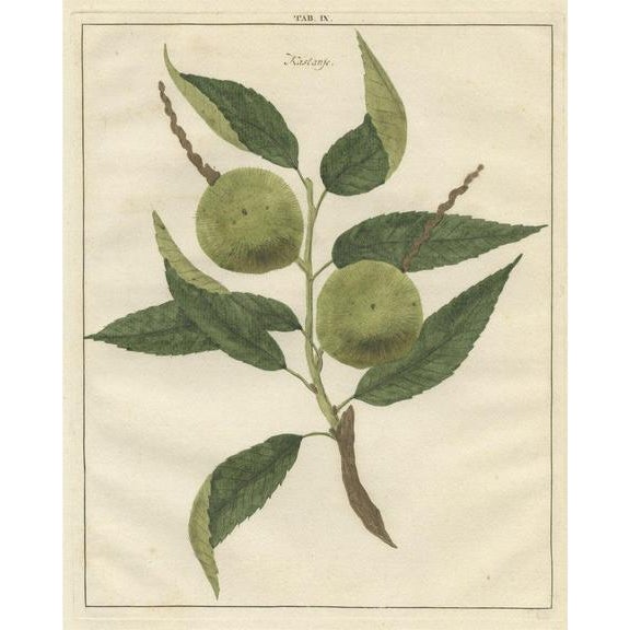 Knoop, Chestnut, 1758, Paper For Sale - Image 6 of 6