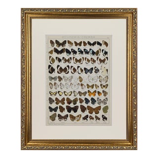 Antique Early 20th Century Butterfly Print 1912 For Sale