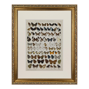 Antique Early 20th Century Butterfly Print 1912