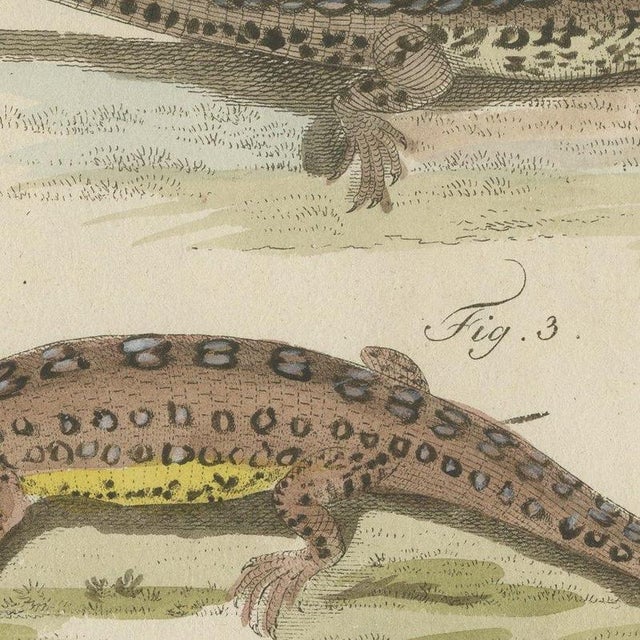 Bertuch, Skink and Grey Lizards, 1805, Print For Sale - Image 6 of 12