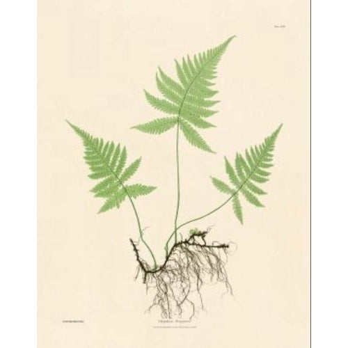 Botanical Ferns by Henry Bradbury- Plates 10-18 - Set of 9 For Sale - Image 9 of 10