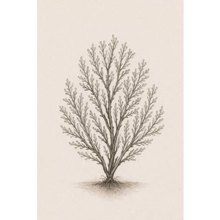 Delicate Coral Study, Minimalist Coastal Botanical Art Print, 24" × 36" Reproduction For Sale