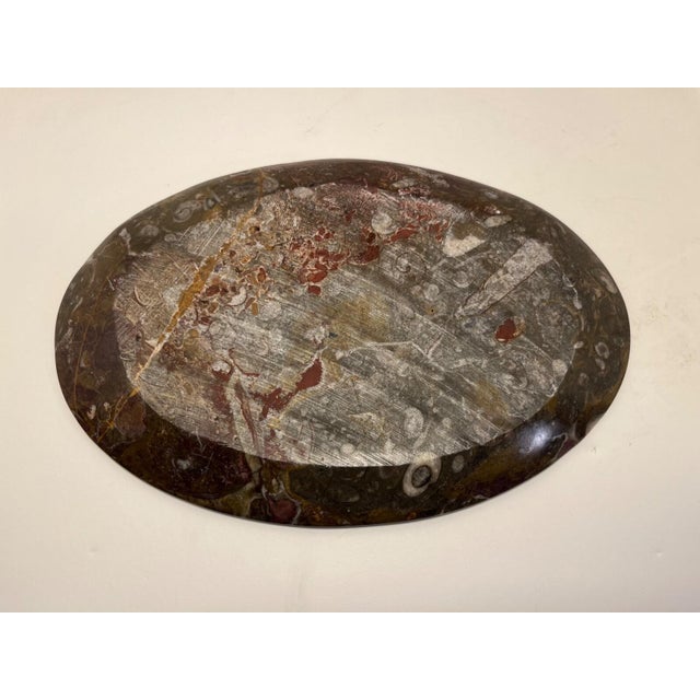 1970s 1970s Rare Stone Fossil Plate Orthoceras Sea Shell Polished Brown Ammonite For Sale - Image 5 of 7
