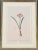 Illustration Pierre-Joseph Redouté Original Engraving - Cyrtanthus Angustifolius, Early 19th Century, Paris For Sale - Image 3 of 9