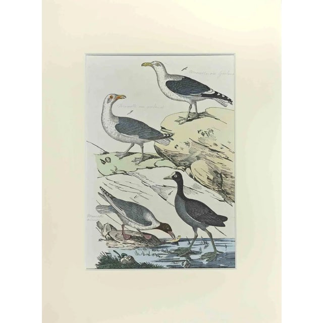 Johann Friedrich Naumann, Seagull, Etching, 1840 For Sale