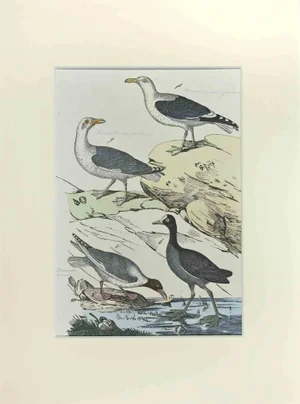 Johann Friedrich Naumann, Seagull, Etching, 1840