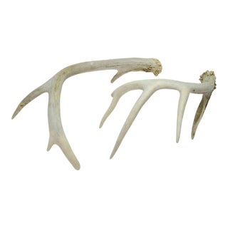Natural Antlers – a Pair For Sale