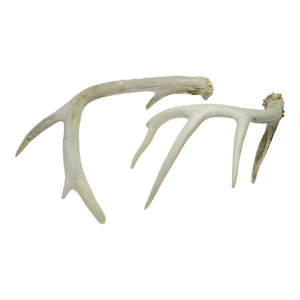 Natural Antlers – a Pair