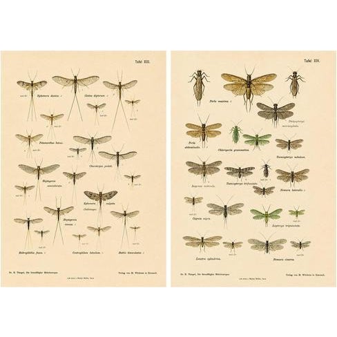Entomological Lithographs from Die Geradflügler, Germany, 1908, Set of 2 For Sale - Image 12 of 12