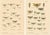 Entomological Lithographs from Die Geradflügler, Germany, 1908, Set of 2 For Sale - Image 12 of 12