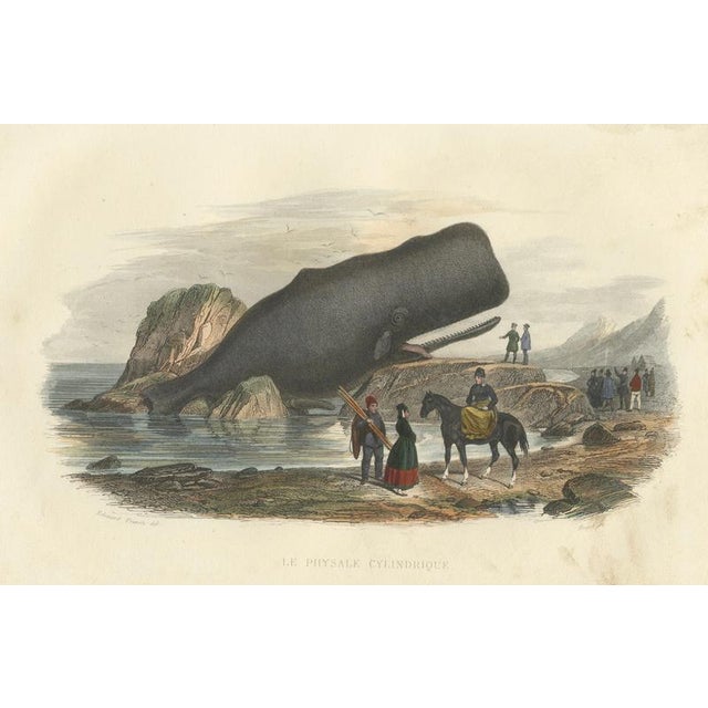 After Édouard Traviès, The Cylindrical Physale (Sperm Whale), 1840, Hand-Colored Engraving For Sale - Image 10 of 10