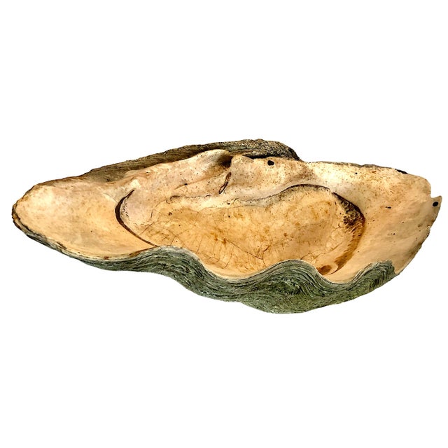 Giant Natural Fossilized Clam Shell For Sale - Image 4 of 9
