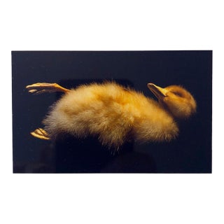 Brenda Zlamany, Birds, Cibachrome Photograph Print, NFS Sample Conceptual Taxidermy Art For Sale