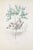 J. J. Grandville, Myrtle, The Animated Flowers Vol. I, 1847, Lithograph For Sale