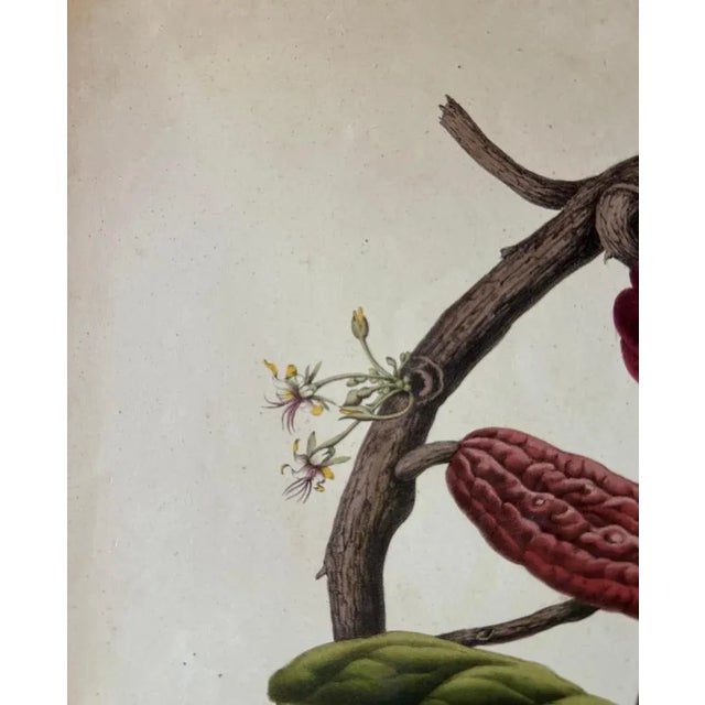 Cream Theobroma Cacao Cocoa Tree, Lithograph, 1863 For Sale - Image 8 of 10