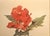 Mid-Century Modern 1940 Set of 2 French Mid-Century Arlette Davids Botanicals-Scarlet Mallow (Hibiscus) For Sale - Image 3 of 7