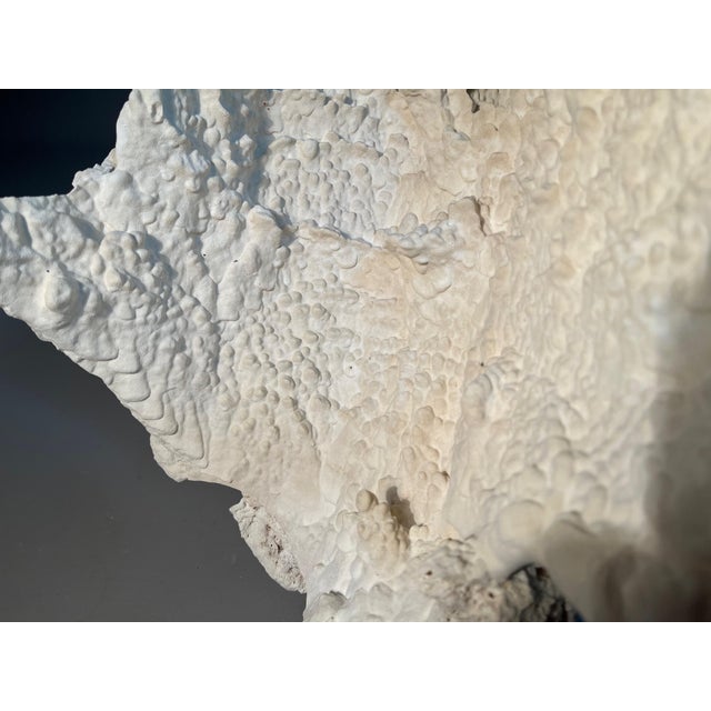 Coastal 15" White Ridge Coral Farmed Merulina Lettuce Coastal Decor For Sale - Image 3 of 7