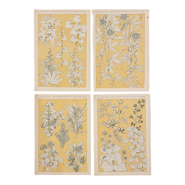 Set of Four Leaves From Nature Chromolithographs From Grammar of Ornament by Owen Jones For Sale