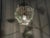 Mid-Century Modern Birdcage Hanging Lamp with Iridescent Flowers, 1950s For Sale - Image 18 of 18