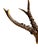 1900 - 1909 Roe Deer Trophy 126 Black Forest Antlers For Sale - Image 5 of 7