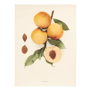 1900s U. P. Hedrick, Original Antique Photogravure of Kalamazoo Peaches