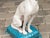 Vintage Italian Midcentury Porcelain Greyhound Dog Sitting on Blue Cushion For Sale - Image 10 of 11