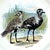 Ceramic Vintage Theodore Haviland Porcelain Game Bird Plates by Edwin Megargee - Set of Six For Sale - Image 7 of 14