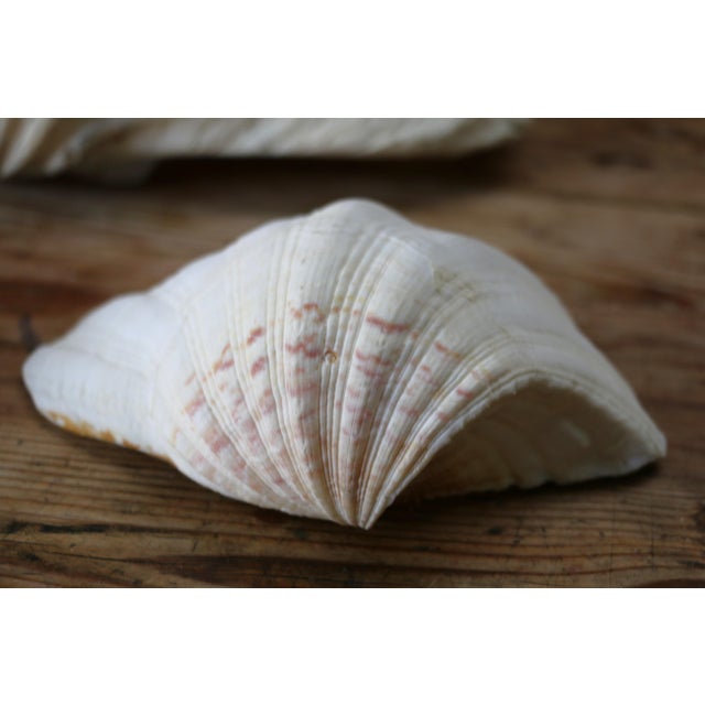 Set of 5 Large Natural Nautical Seashells | Coastal Beach House Decor | Organic Sculptural Display For Sale - Image 10 of 18