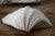 Set of 5 Large Natural Nautical Seashells | Coastal Beach House Decor | Organic Sculptural Display For Sale - Image 10 of 18
