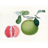 Golden Tropic Botanicals Plate #24, Giclée Print For Sale