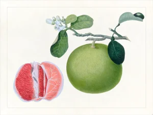 Golden Tropic Botanicals Plate #24, Giclée Print