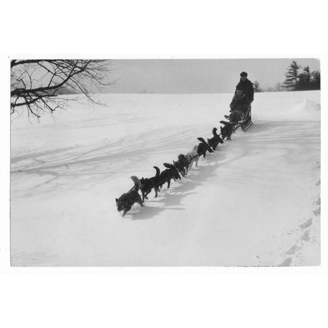 Figurative 1934 Dog Sled Team Photograph For Sale - Image 3 of 3