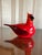 Oiva Toiika Hand Blown Glass Cardinal For Sale - Image 9 of 12