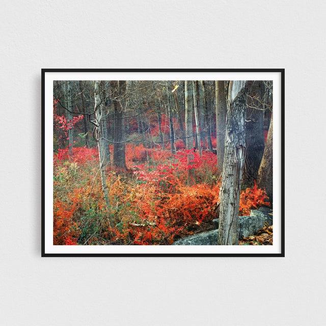 Contemporary Contemporary Minimalist 'New Jersey Fall Colors' Fine Art Photography Print For Sale - Image 3 of 3