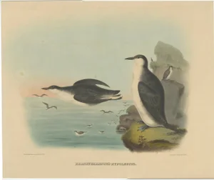 After Elliot, Large Bird Illustration Depicting Xantus's Murrlets, 1869, Print