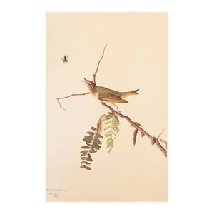 1966 Vintage Cottage Print "Red-Eyed Vireo" After John James Audubon