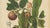 Cream Berthe Hoola van Nooten, Mangosteen, 1880, Chromolithograph For Sale - Image 8 of 9