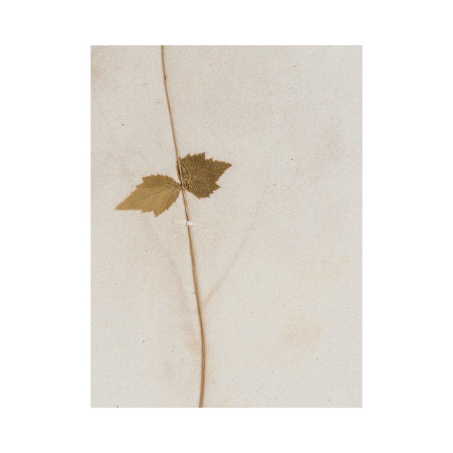 A modest woodland plant with two gently rounded leaves, carefully pressed on tea-stained paper that carries the warmth and...