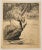 1920s 1920s Rodney Thomson Puma Wildlife Etching For Sale - Image 5 of 5