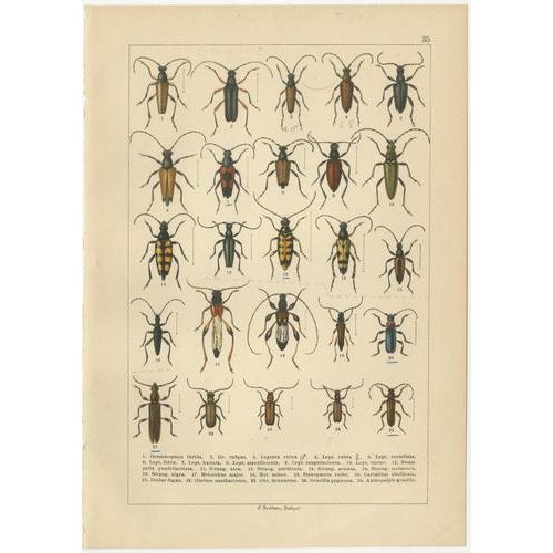 Calwer, Longhorn Beetles, European Cerambycidae, 1893, Chromolithographs, Set of 4 For Sale - Image 4 of 9