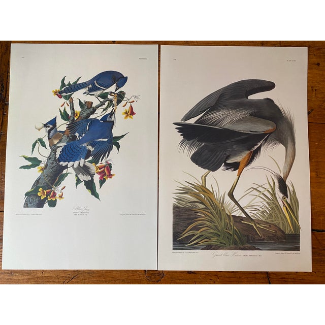 Paper The Art of Audubon, Contemporary Frameable Reproduction Prints, After John James Audubon, Set of 15 For Sale - Image 7 of 12
